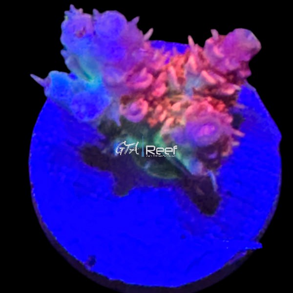 TSA Princess Peach SPS - WYSIWYG