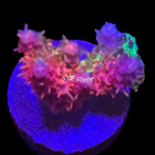 TSA Princess Peach SPS B - WYSIWYG