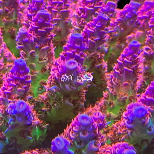 TSA Princess Peach SPS B - WYSIWYG