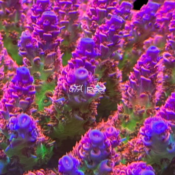 TSA Princess Peach SPS B - WYSIWYG