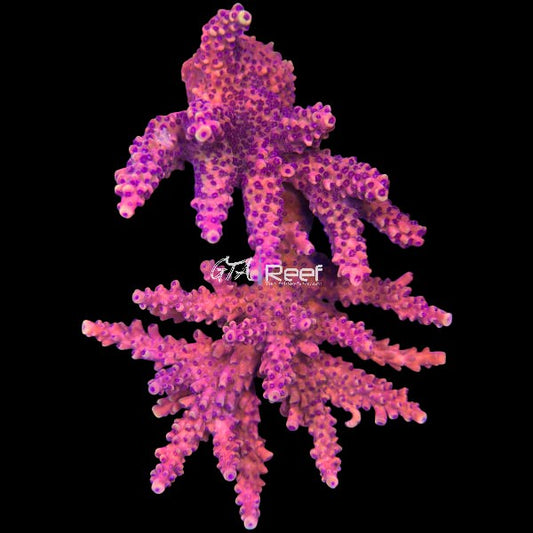 Premium Acropora frag – Tierra Del Fuego SPS coral for sale in Canada