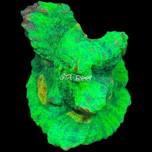 Tyree Space Invader Pectinia coral frag