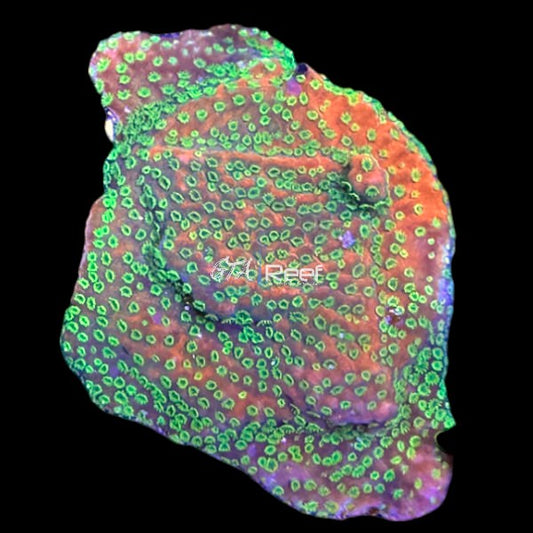 Sunset Montipora - WYSIWYG