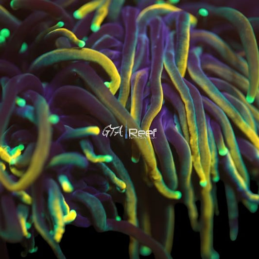 Ultra Torch - Per head