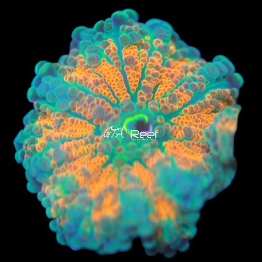 Ultra Yuma B - WYSIWYG