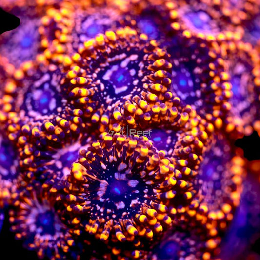 Bright orange and red Utter Chaos Paly coral frag for sale from GTA Reef 