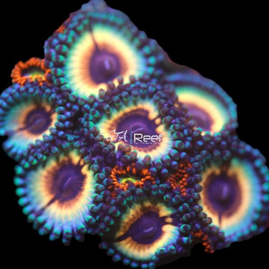 Vampire in Drag Zoanthids