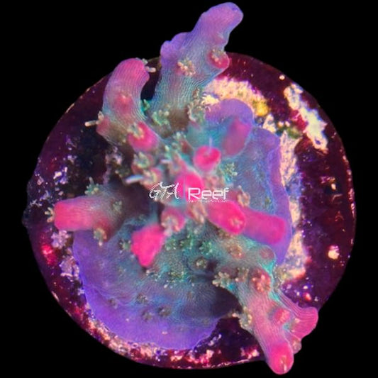 Vivid’s Confetti Acropora frag