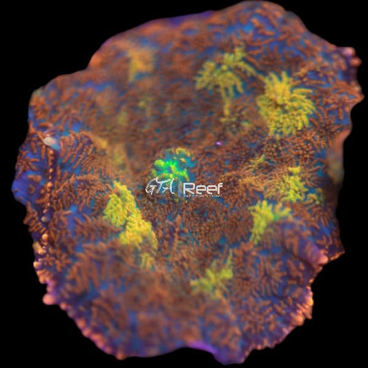 Volcano Eruption Rhodactis C - WYSIWYG