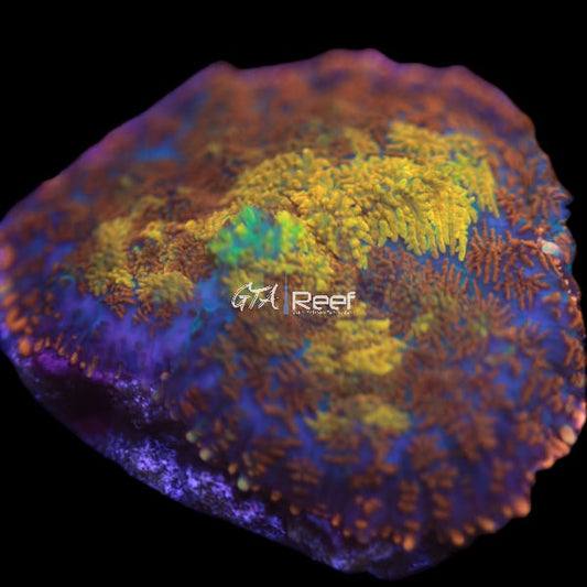 Volcano Eruption Rhodactis D - WYSIWYG