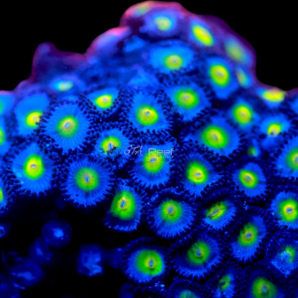 WWC AOI Zoanthids
