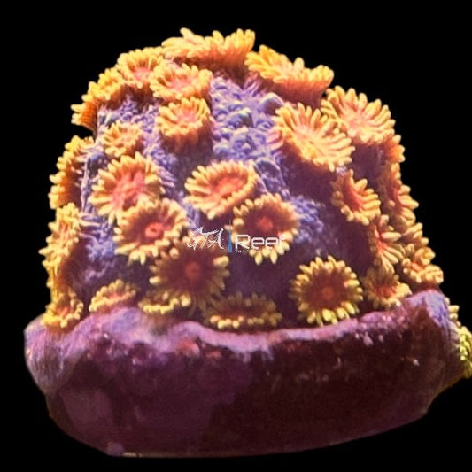 WWC Berserko Cyphastrea - WYSIWYG