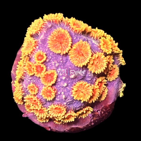 WWC Berserko Cyphastrea - WYSIWYG