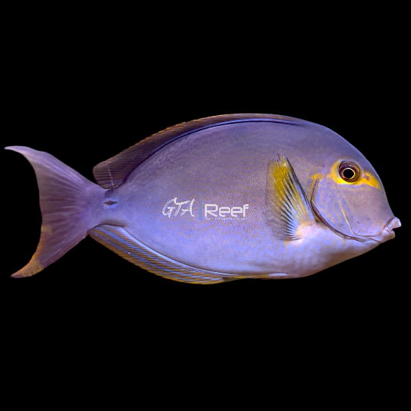 Side profile of Yellowfin Tang showing bright yellow fins
