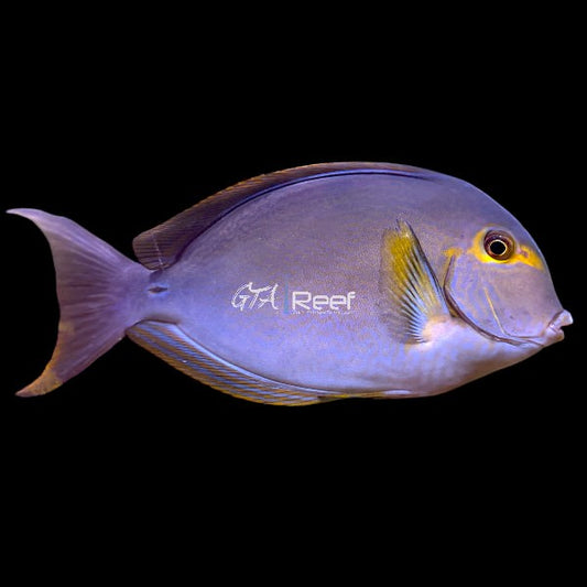 Side profile of Yellowfin Tang showing bright yellow fins