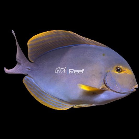 Side profile of Yellowfin Tang showing bright yellow fins