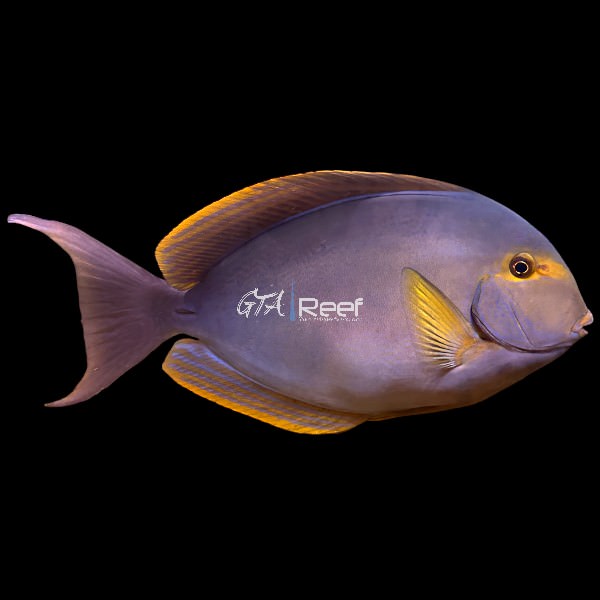 Yellowfin Tang (Acanthurus xanthopterus) swimming in a large reef aquarium