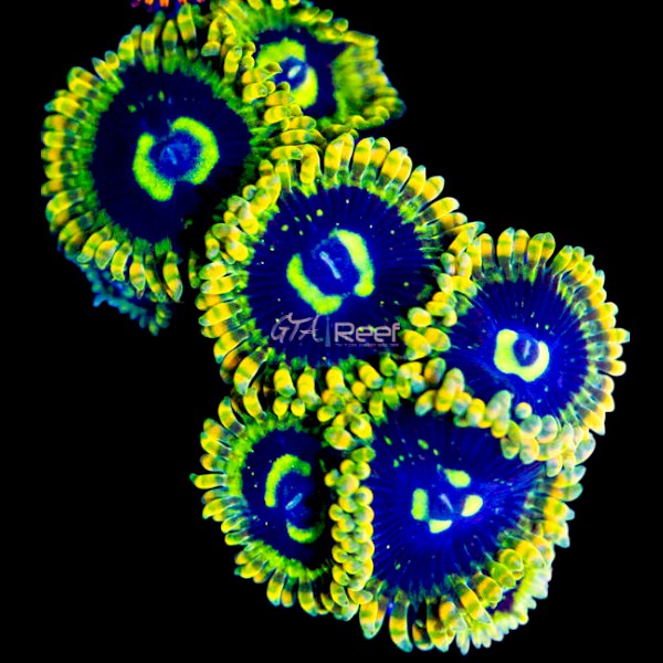 Yoda Zoanthids