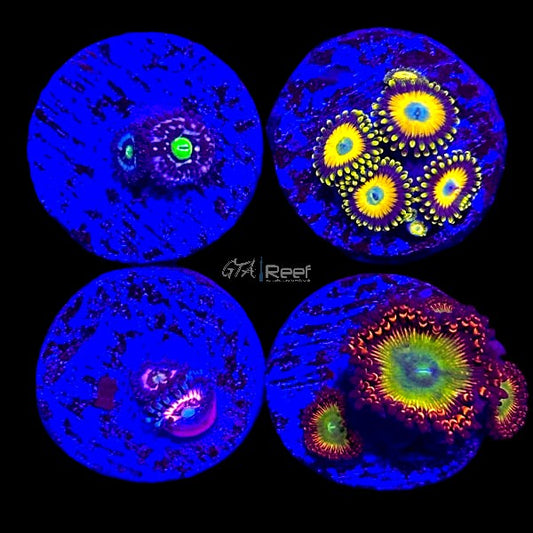 Zoanthids Pack 13