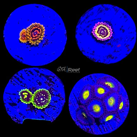 Designer Zoanthids Pack 14