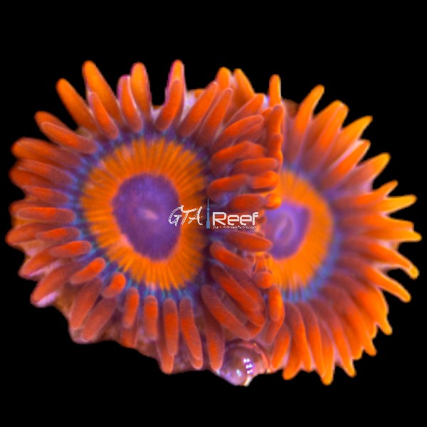 Agent Orange Zoas coral frag with vibrant orange center and purple skirts in reef tank
