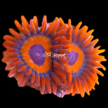 Load image into Gallery viewer, Agent Orange Zoas coral frag with vibrant orange center and purple skirts in reef tank
