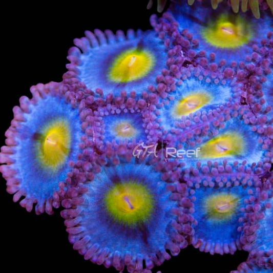 WWC AOI Zoanthids coral with blue centers