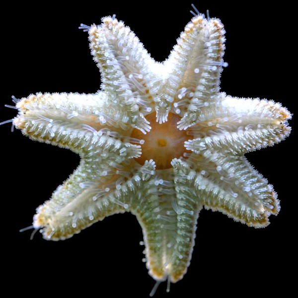 Asterina Starfish (20 per order)