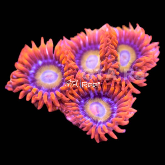 Blue Eyed Blondie Zoanthids