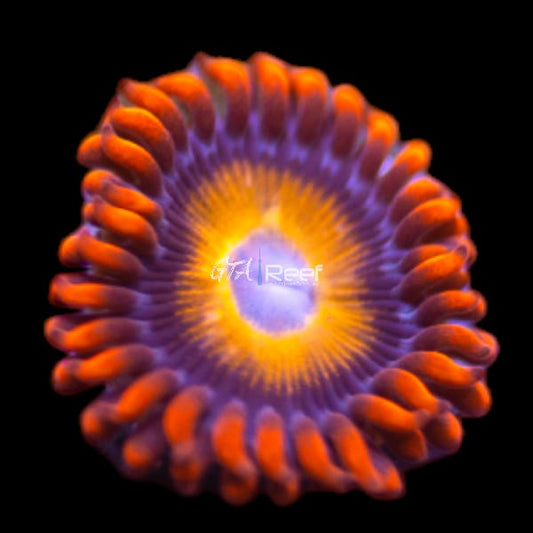 Blue Eyed Blondie coral frag with creamy blond tentacles and bright blue eyes