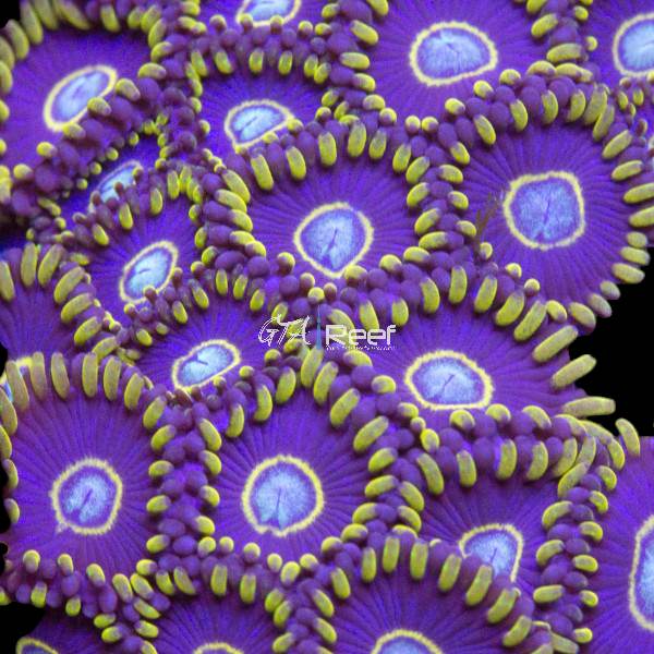 Blue Hornet Zoanthids coral frag with bright blue rings and neon centers – available at GTA Reef Toronto