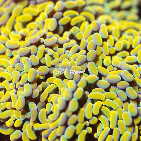 Branching golden hammer coral under moderate LED lighting