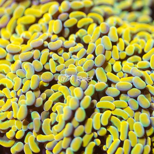 Branching golden hammer coral under moderate LED lighting