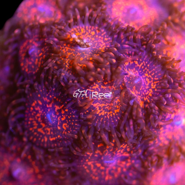 Close-up of Campfire Zoanthids coral frag with vibrant red, orange, and yellow polyps glowing under actinic lighting