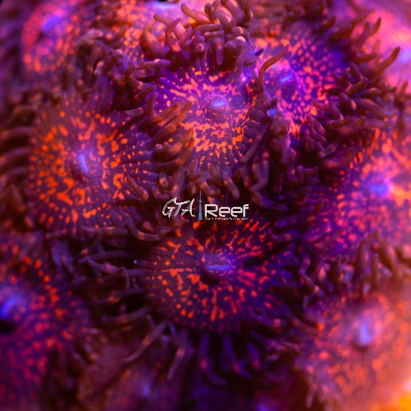 Close-up of Campfire Zoanthids coral frag with vibrant red, orange, and yellow polyps glowing under actinic lighting