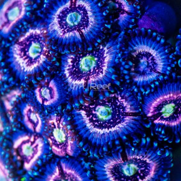 CC Pink Constellation Zoanthids coral colony with vibrant pink centers and starburst pattern in reef tank