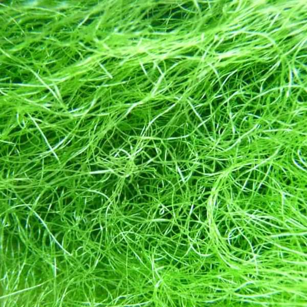 Chaetomorpha macro algae for refugiums and nutrient export in reef aquariums