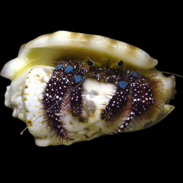 Dardanus guttatus hermit crab in marine aquarium