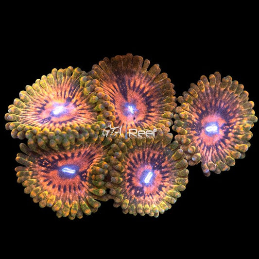 Grand Master Krak (GMK) Zoanthids