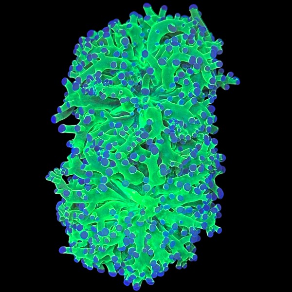 Green Frogspawn coral with flowing green tentacles