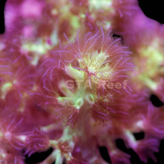 Green Fury Kenya Tree Coral frag with neon green polyps – soft coral for reef tanks from GTA Reef Toronto