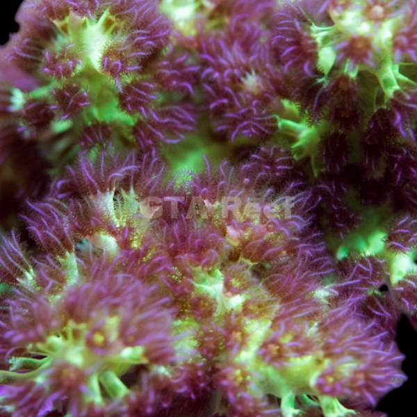 Green Fury Kenya Tree Coral frag with neon green polyps – soft coral for reef tanks from GTA Reef Toronto