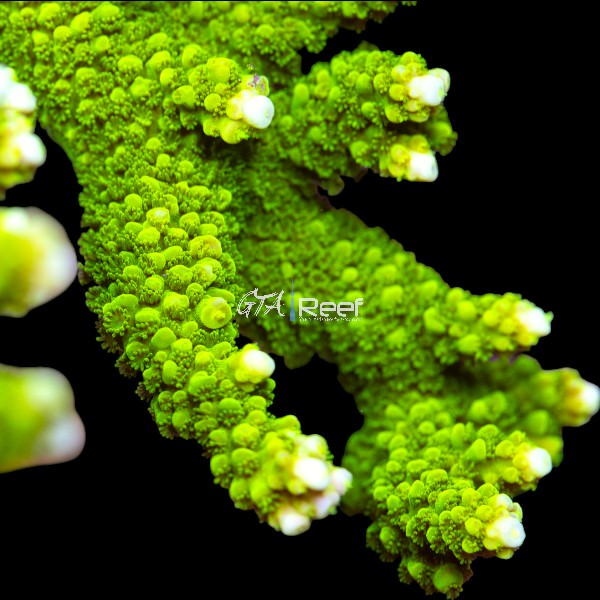 Green Slimmer Acropora coral frag with slender branches and vibrant green colour under reef tank LED lighting.