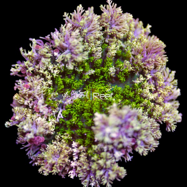 Hellfire Anemone with pink and green tentacles – GTA Reef Canada