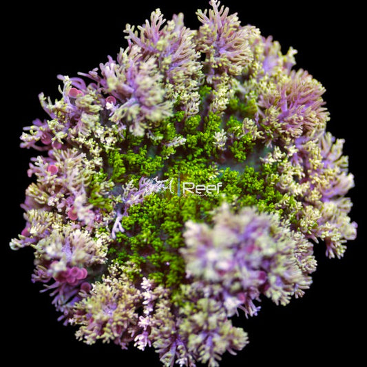 Hellfire Anemone with pink and green tentacles – GTA Reef Canada