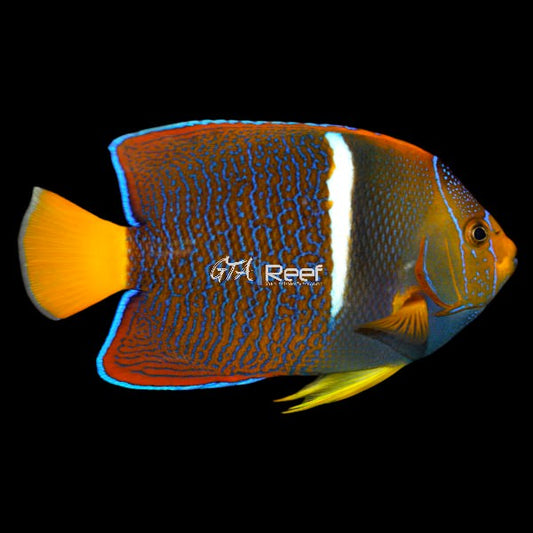 King Angelfish with deep blue body and white stripe – GTA Reef Canada