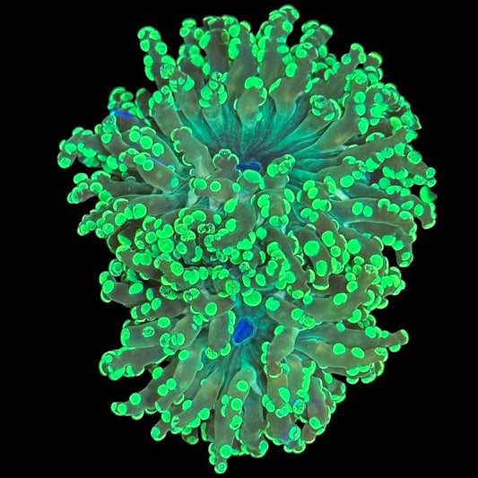 Neon Green Octospawn coral with multi-tipped flowing tentacles