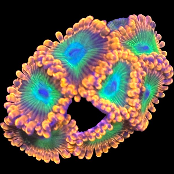 Oompa Loompa Zoanthids frag with bright orange skirts and green centers