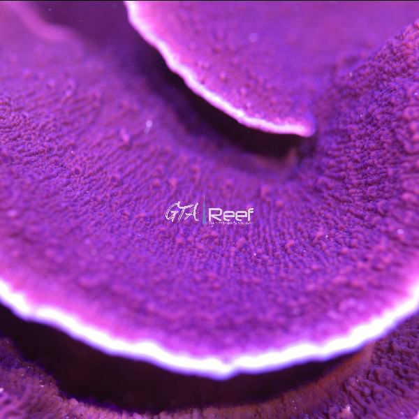 ORA Purple Montipora Capricornis with vivid plating growth and rich purple color at GTA Reef