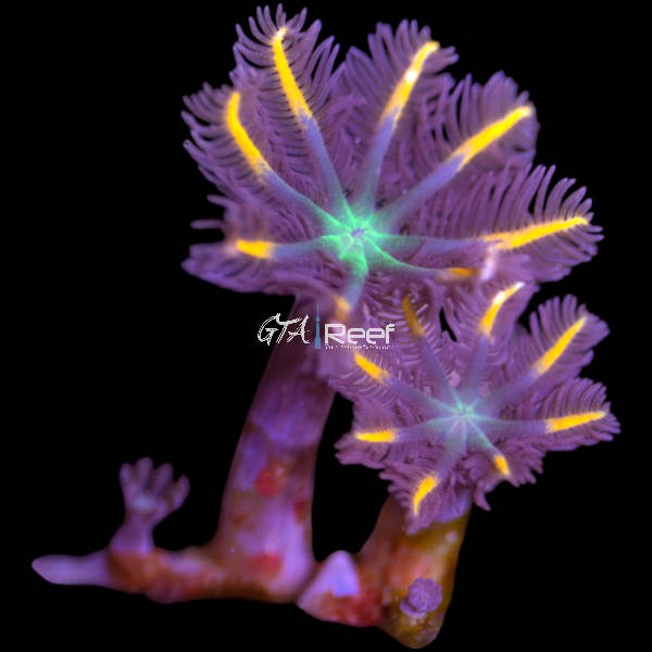 Close-up of Clavularia Orange Clove Polyps in reef aquarium